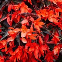Begonia Bossa Nova Night Fever Papaya 1 Litre