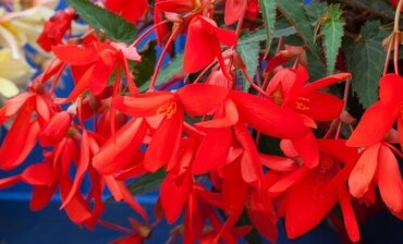 Begonia Bossa Nova Night Fever Rosso Red 1 Litre