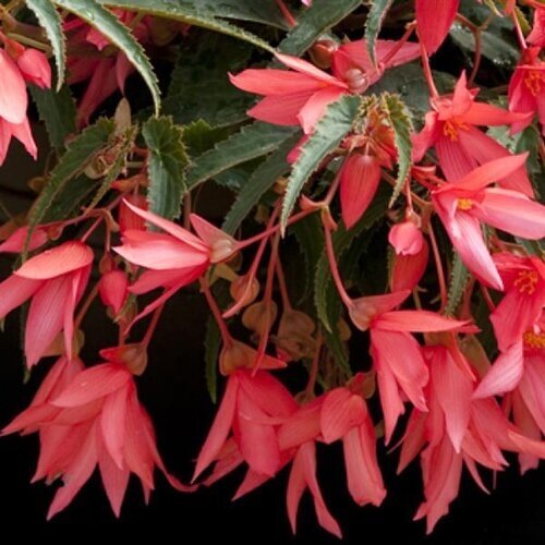 Begonia Bossa Nova Pink Glow 1 Litre