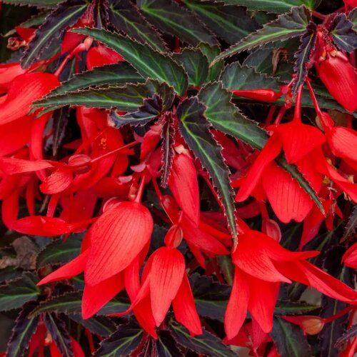 Begonia Bossa Nova Red 1 Litre