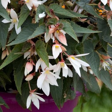 Begonia Bossa Nova White 1 Litre