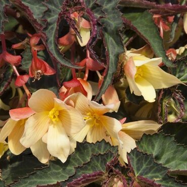 Begonia Bossa Nova Yellow 1 Litre