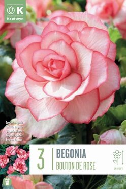 Begonia Bouton De Rose