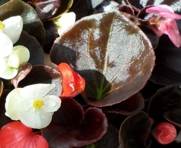 Begonia Bronze Leaf Mix 6 Pack