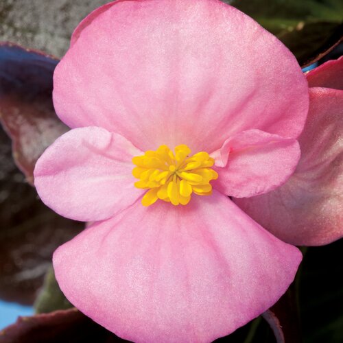 Begonia Bronze Leaf Pink 6 Pack