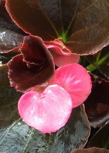 Begonia Bronze Leaf Pink 6 Pack