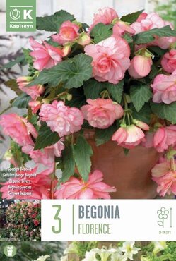 Begonia Cascade Floreance