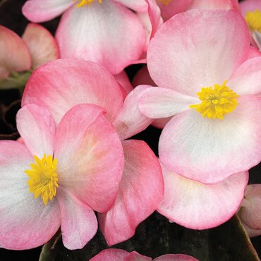 Begonia Dark Leaf Bicolour Six Pack