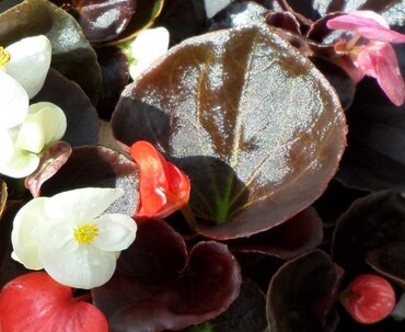 Begonia Dark Leaf Mixed Six Pack