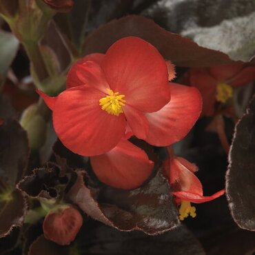 Begonia Dark Leaf Red Six Pack