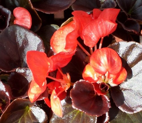 Begonia Dark Leaf Red Six Pack