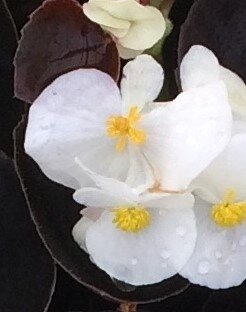 Begonia Dark Leaf White Six Pack