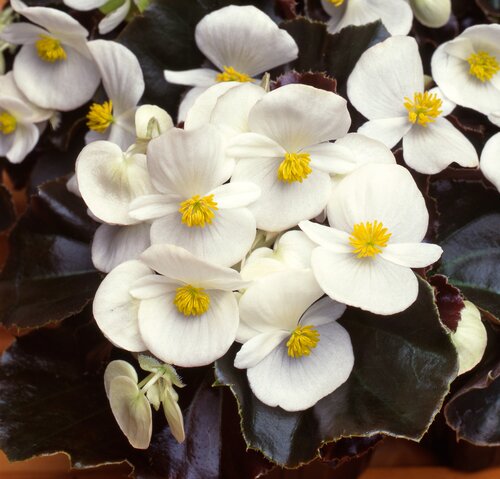 Begonia Dark Leaf White Six Pack
