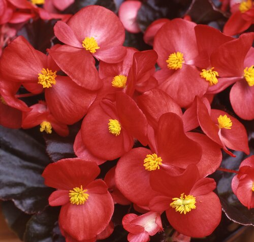 Begonia Devil Red 20 Plug Pack