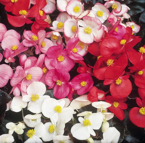 Begonia Devils Delight Mixed 20 Plug Pack