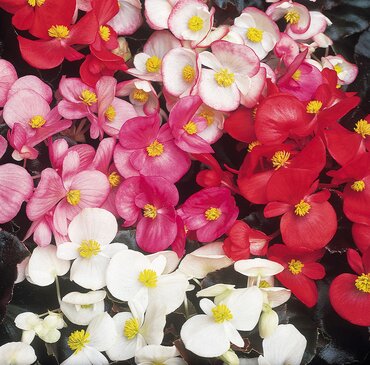 Begonia Devils Delight Mixed 20 Plug Pack