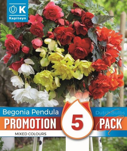 Begonia Double Flowering Trailing Mix Promo Pack