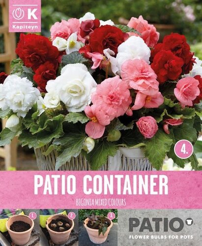 Begonia Double Sorbet Shades