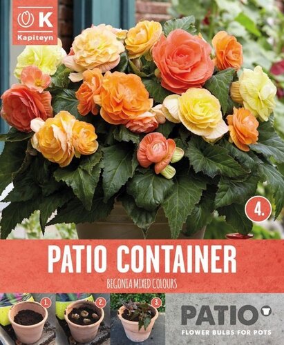 Begonia Double Sunshine Shades