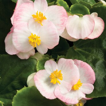 Begonia Green Leaf Bicolour Six Pack
