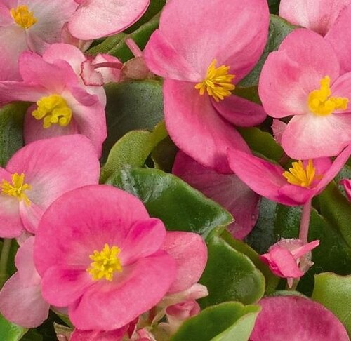 Begonia Green Leaf Bicolour Six Pack