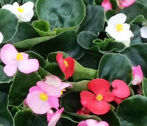 Begonia Green Leaf Mixed 6 Pack