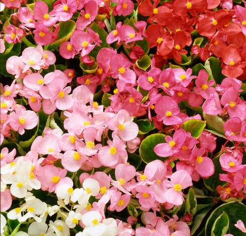 Begonia Green Leaf Mixed Six Pack