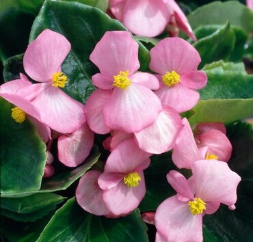 Begonia Green Leaf Pink Jumbo Six Pack