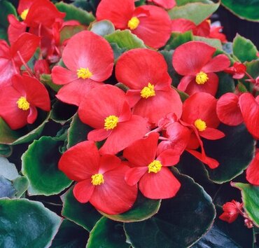 Begonia Green Leaf Red Six Pack