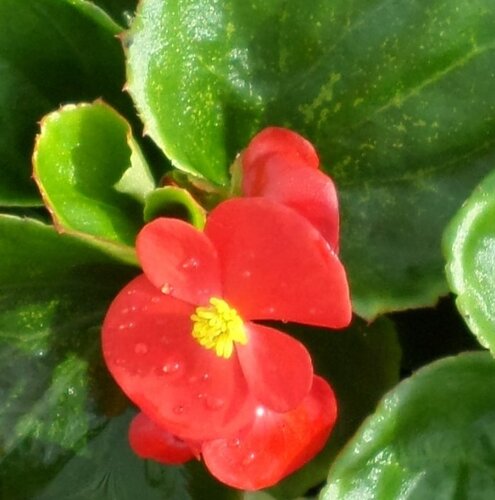 Begonia Green Leaf Red Six Pack