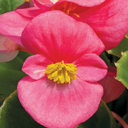 Begonia Green Leaf Rose Six Pack
