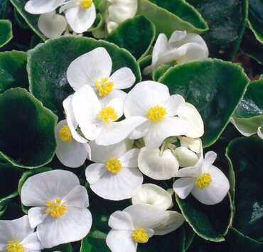 Begonia Green Leaf White Six Pack