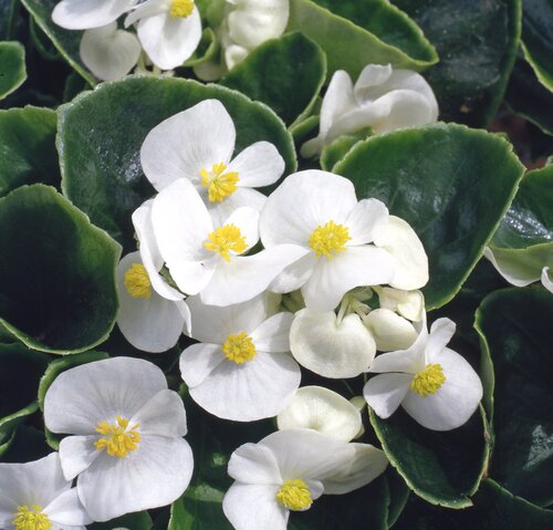 Begonia Heaven White 20 Plug Pack