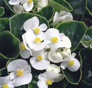 Begonia Heaven White 20 Plug Pack