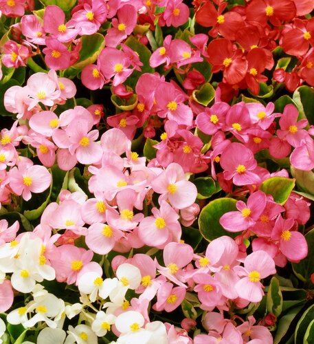 Begonia Heavens Delight Mixed 20 Plug Pack