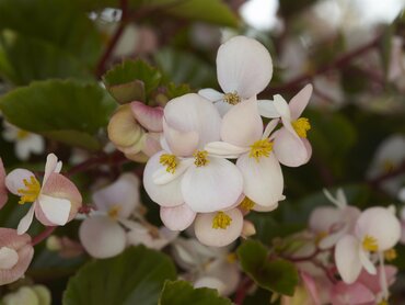 Begonia Hula Blush 10.5cm