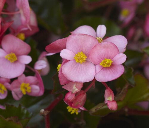 Begonia Hula Pink 10.5cm