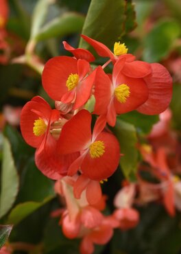 Begonia Hula Red 10.5cm