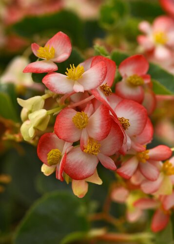 Begonia Hula Red White Bicolour 10.5cm