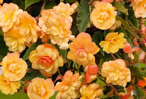 Begonia Illumination Apricot Shades 10.5cm