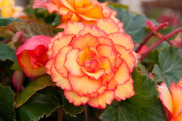 Begonia Illumination Golden Picotee 10.5cm