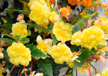 Begonia Illumination Lemon 10.5cm