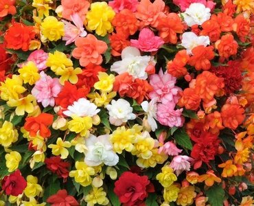 Begonia Illumination Mix Jumbo 6 Pack