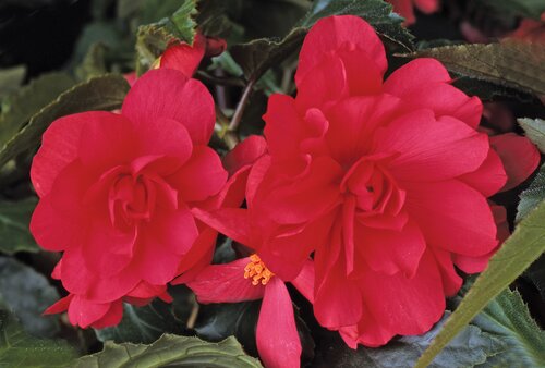 Begonia Illumination Rose 10.5cm