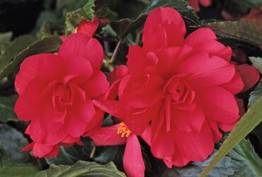 Begonia Illumination Rose 10.5cm