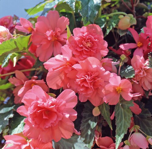 Begonia Illumination Salmon Pink 10.5cm
