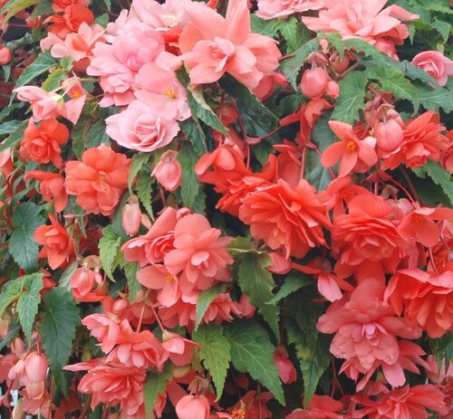 Begonia Illumination Salmon Pink Premium Plug