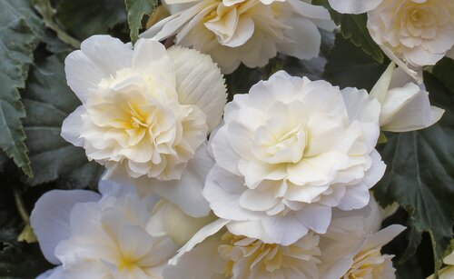 Begonia Illumination White 10.5cm