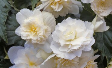 Begonia Illumination White 10.5cm