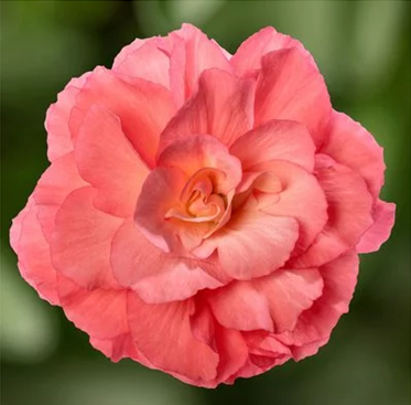 Begonia Limitless Sunrise 1 Litre